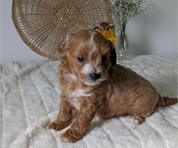 Medium Photo #64 Poovanese Puppy For Sale in GOSHEN, IN, USA