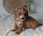 Small Photo #64 Poovanese Puppy For Sale in GOSHEN, IN, USA