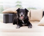 Small #2 Border Collie Mix