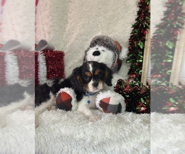 Medium Photo #3 Cavalier King Charles Spaniel Puppy For Sale in GREENVILLE, MO, USA