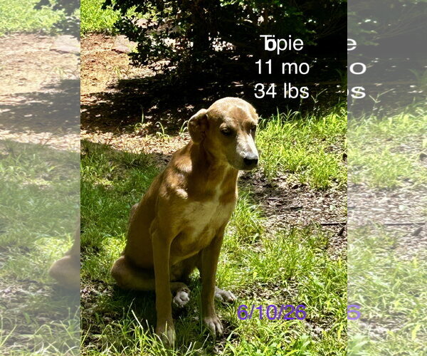 Medium Photo #3 German Pinscher-Unknown Mix Puppy For Sale in Wakefield, RI, USA