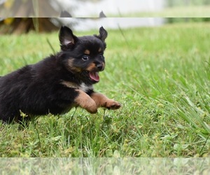 Miniature Australian Shepherd Puppy for sale in PALM COAST, FL, USA