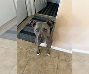 American Pit Bull Terrier Dogs for adoption in Chandler, AZ, USA