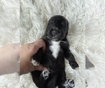 Small #78 Bernedoodle