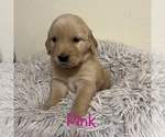 Small #2 Golden Retriever