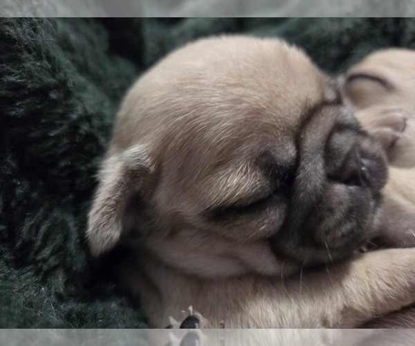 Medium Photo #10 Pug Puppy For Sale in HILLSDALE, MI, USA