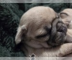 Small Photo #46 Pug Puppy For Sale in HILLSDALE, MI, USA