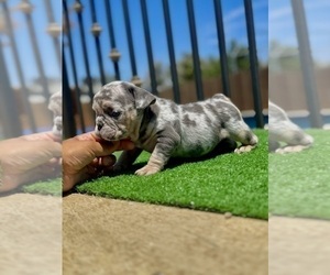 English Bulldog Puppy for sale in CHARLOTTESVILLE, VA, USA