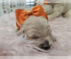Medium Golden Retriever