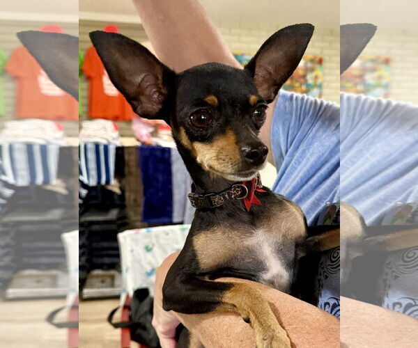 Medium Photo #1 Chihuahua Puppy For Sale in Texarkana, TX, USA