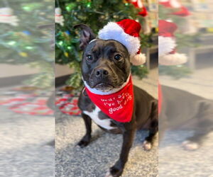 American Staffordshire Terrier-Unknown Mix Dogs for adoption in Bemidji, MN, USA