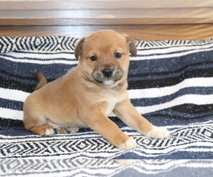 Mutt-Shiba Inu Mix Puppy for sale in SHILOH, OH, USA
