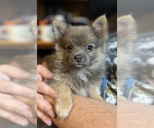 Pomeranian Puppy for Sale in FRESNO, California USA
