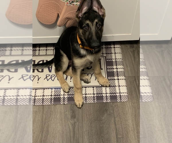 Medium Photo #4 German Shepherd Dog Puppy For Sale in ROCHESTER, NY, USA