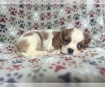 Small #6 Cavalier King Charles Spaniel