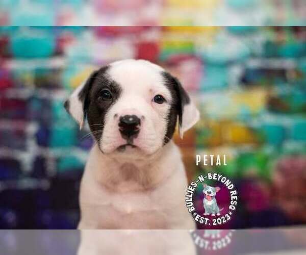Medium Photo #1 Staffordshire Bull Terrier-Unknown Mix Puppy For Sale in Omaha, NE, USA