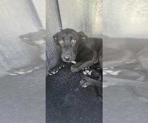 Labrador Retriever-Unknown Mix Dogs for adoption in San Antonio, TX, USA