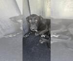 Small Labrador Retriever Mix
