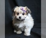 Small Photo #1 Maltipom Puppy For Sale in ROCK VALLEY, IA, USA