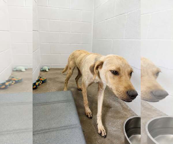 Medium Photo #4 Labrador Retriever-Unknown Mix Puppy For Sale in Oakhurst, NJ, USA