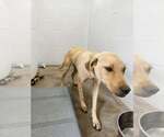 Small #3 Labrador Retriever Mix