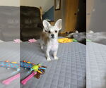 Small Maltese Mix