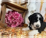 Small Photo #32 Aussiedoodle Puppy For Sale in COMMERCE, MI, USA