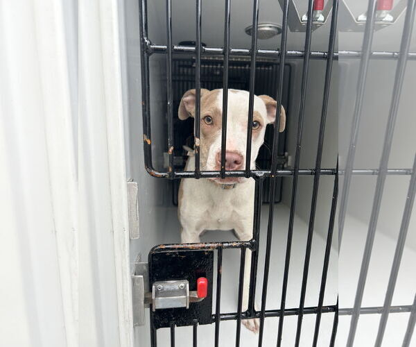 Medium Photo #6 American Pit Bull Terrier-Unknown Mix Puppy For Sale in Virginia Beach, VA, USA