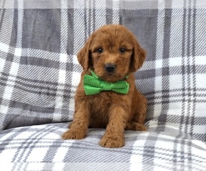 Goldendoodle Puppy for sale in LAKELAND, FL, USA