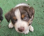 Small Photo #9 Australian Shepherd Puppy For Sale in NELSON, VA, USA