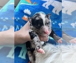 Small Photo #27 Aussiedoodle-Bernedoodle Mix Puppy For Sale in BELTON, SC, USA