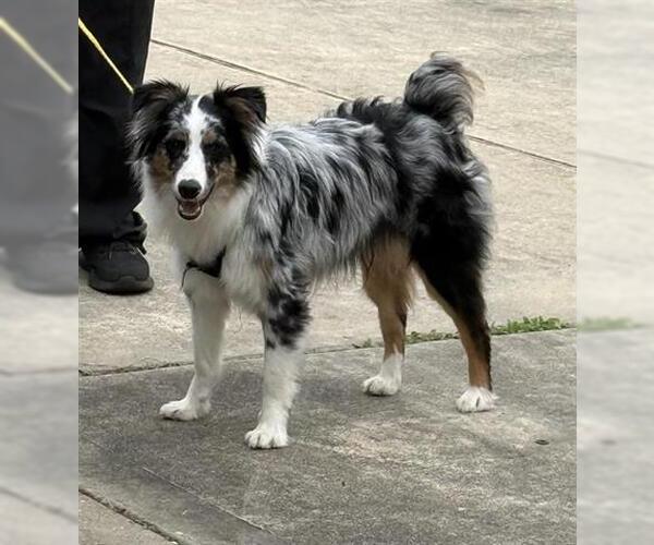 Medium Photo #1 Australian Shepherd Puppy For Sale in Houston, TX, USA