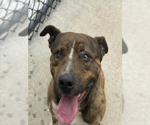 Medium Photo #1 Mutt Puppy For Sale in Tulsa, OK, USA