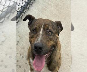 Mutt Dogs for adoption in Tulsa, OK, USA