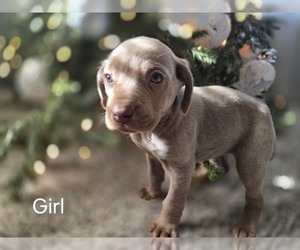 Weimaraner Puppy for sale in BROOKSVILLE, KY, USA