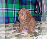 Small #5 Poodle (Standard)