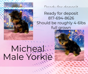Yorkshire Terrier Puppy for sale in AZLE, TX, USA