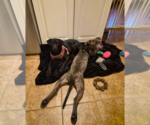 Medium Photo #12 American Pit Bull Terrier-Unknown Mix Puppy For Sale in Holly Springs, NC, USA