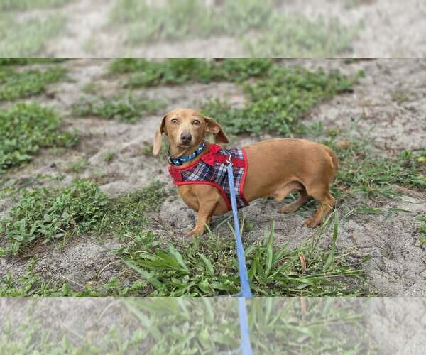 Medium Photo #3 Dachshund Puppy For Sale in Tampa, FL, USA