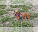 Small #2 Dachshund