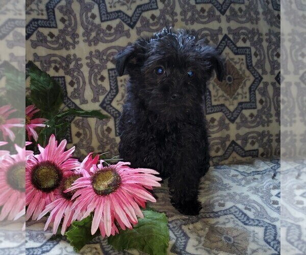 Medium Photo #1 YorkiePoo Puppy For Sale in KINZERS, PA, USA