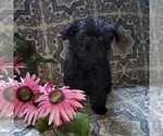 Small Photo #1 YorkiePoo Puppy For Sale in KINZERS, PA, USA