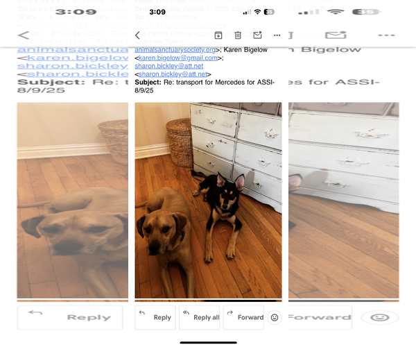 Medium Photo #3 Mutt Puppy For Sale in Mt. Laurel, NJ, USA