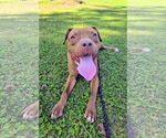 Small #2 American Pit Bull Terrier Mix