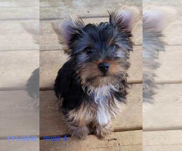 Medium Photo #5 Yorkshire Terrier Puppy For Sale in CONKLIN, NY, USA