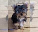 Small #4 Yorkshire Terrier