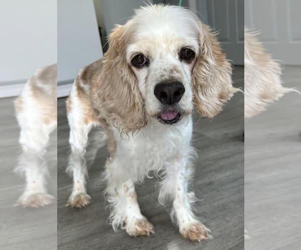 Medium Photo #2 Cocker Spaniel Puppy For Sale in Westminster, MD, USA