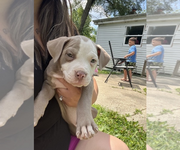 Medium Photo #1 American Pit Bull Terrier Puppy For Sale in HUNTINGTON, IN, USA