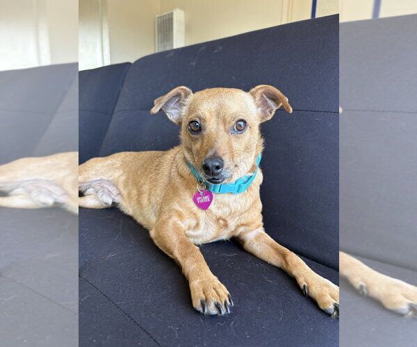 Medium Photo #2 Chihuahua Puppy For Sale in Salinas, CA, USA
