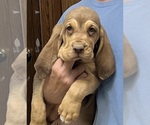 Liver and Tan F - Female Bloodhound Puppy for Sale - Photo #8